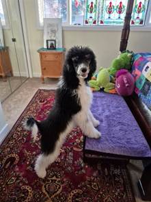 A dog standing on a bed